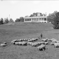 Sheep on the Mansion House Lawn
