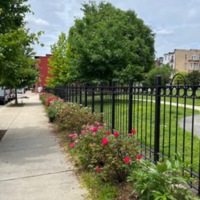 The Juanita Jackson Mitchell and Clarence M. Mitchell Jr. Rose Walk