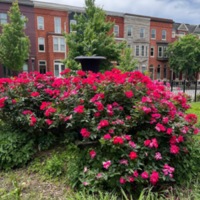 Flowers blooming in the park with historic row houses in the distance